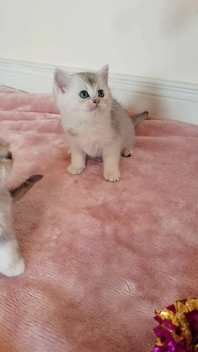 Champion Kittens Ragdoll BSH - Image 3