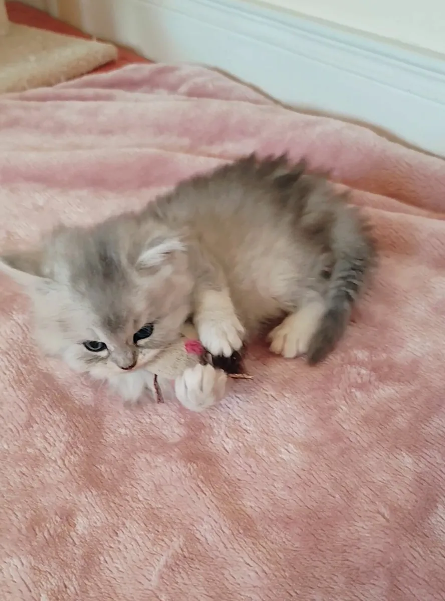Champion Kittens Ragdoll BSH - Image 1