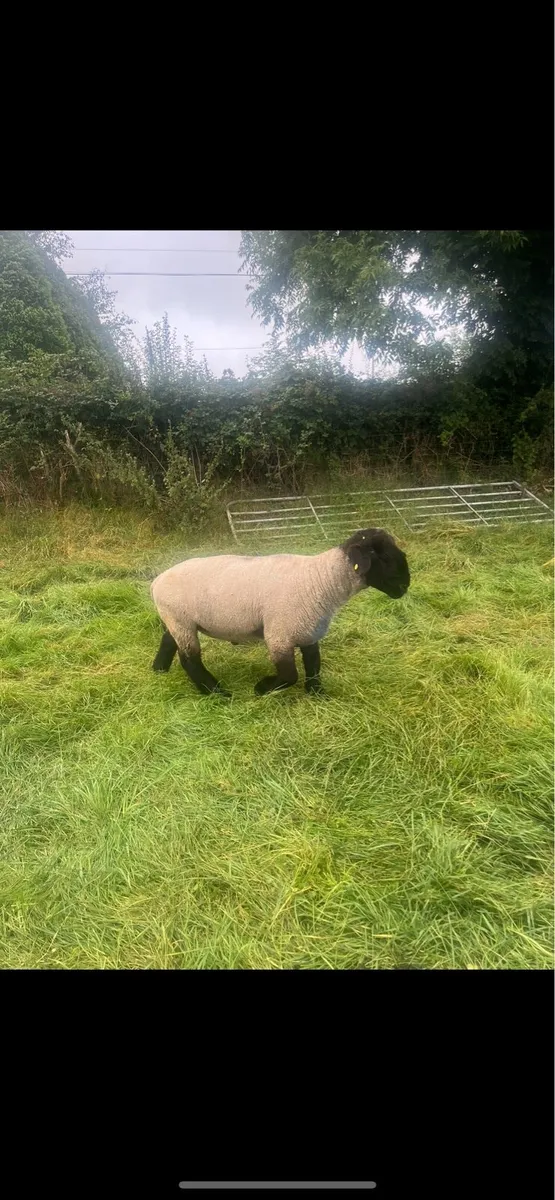 Pb Suffolk ram - Image 1