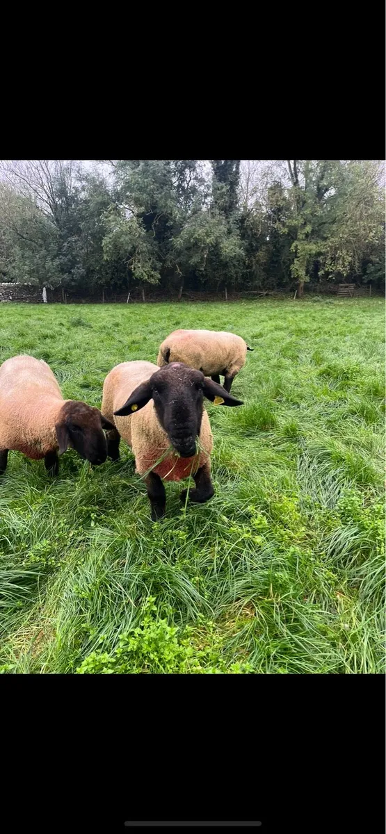 Pb Suffolk ram - Image 2