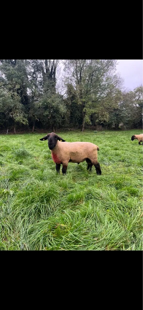 Pb Suffolk ram - Image 3