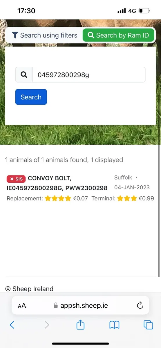 Pb Suffolk ram - Image 4