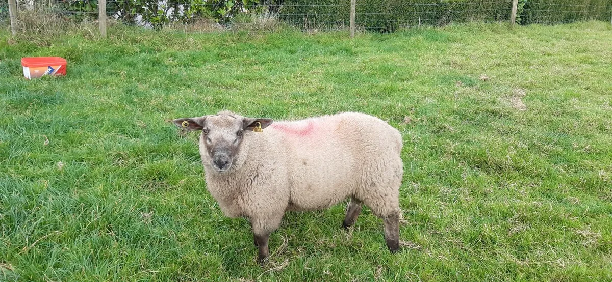 Suftex Ram Lamb - Image 1