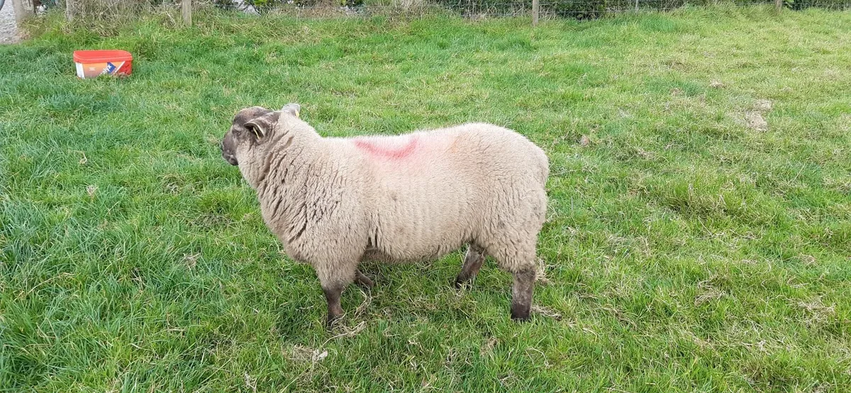 Suftex Ram Lamb - Image 2
