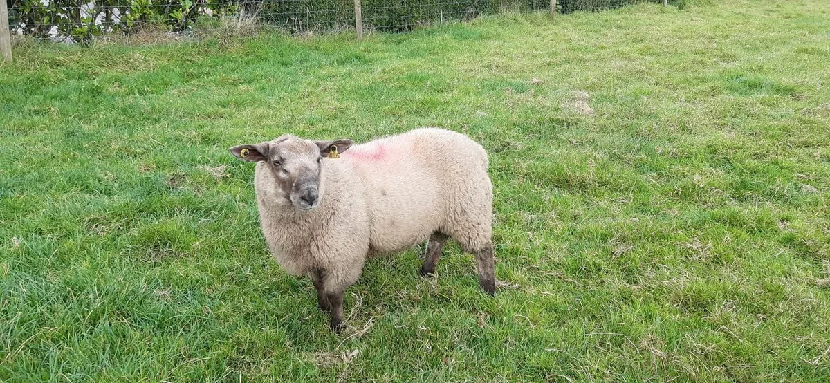 Suftex Ram Lamb - Image 3