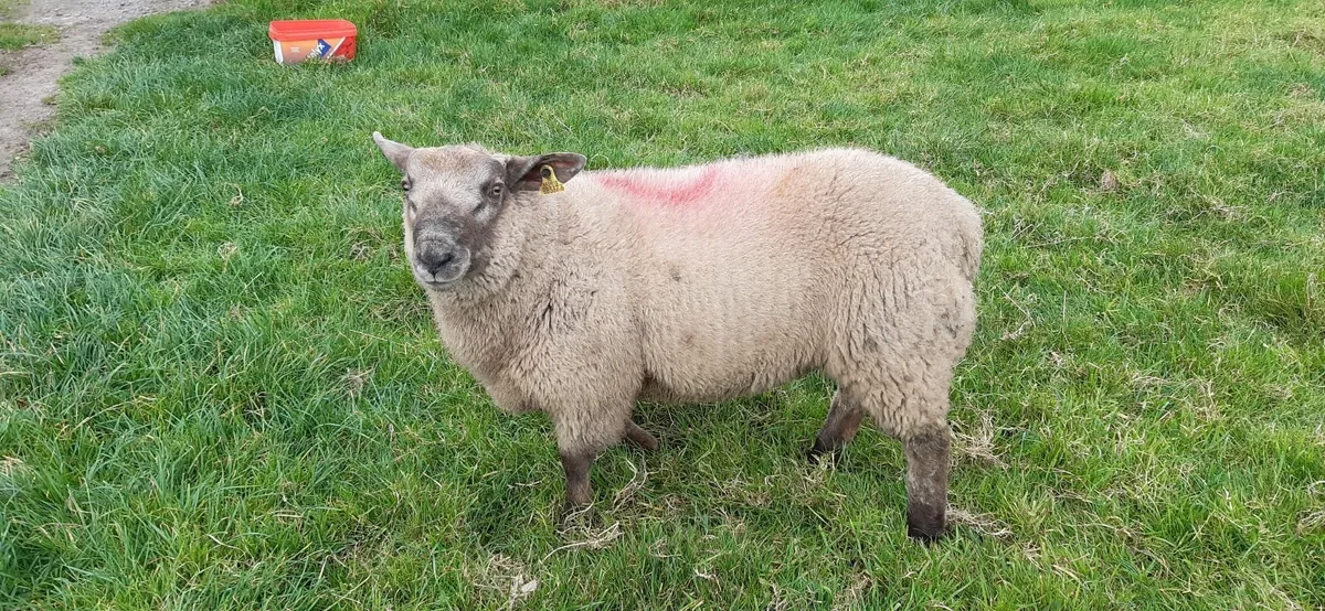 Suftex Ram Lamb - Image 4