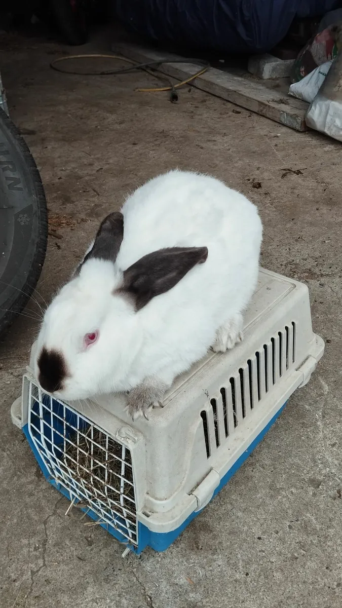 Rabbit - Image 1