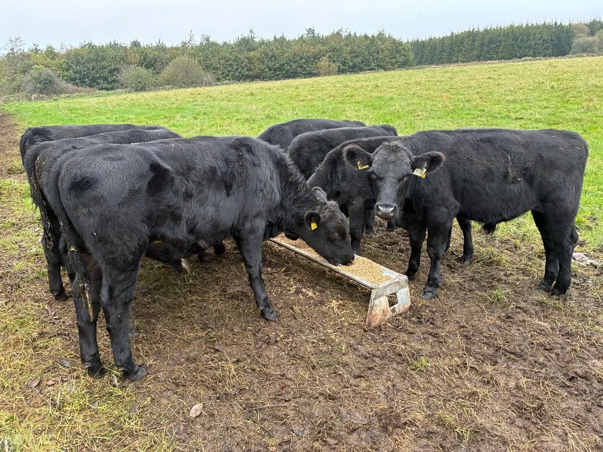 Weanlings - Image 1