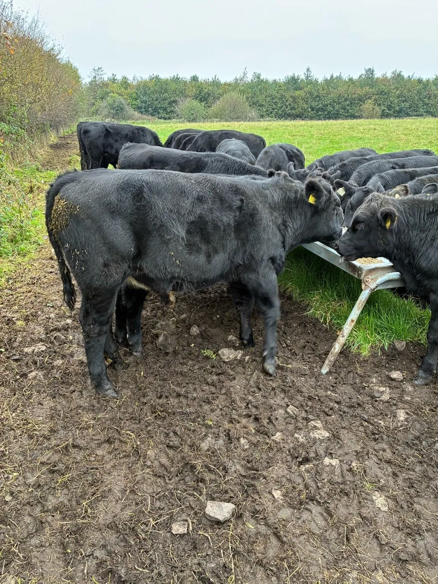 Weanlings - Image 2