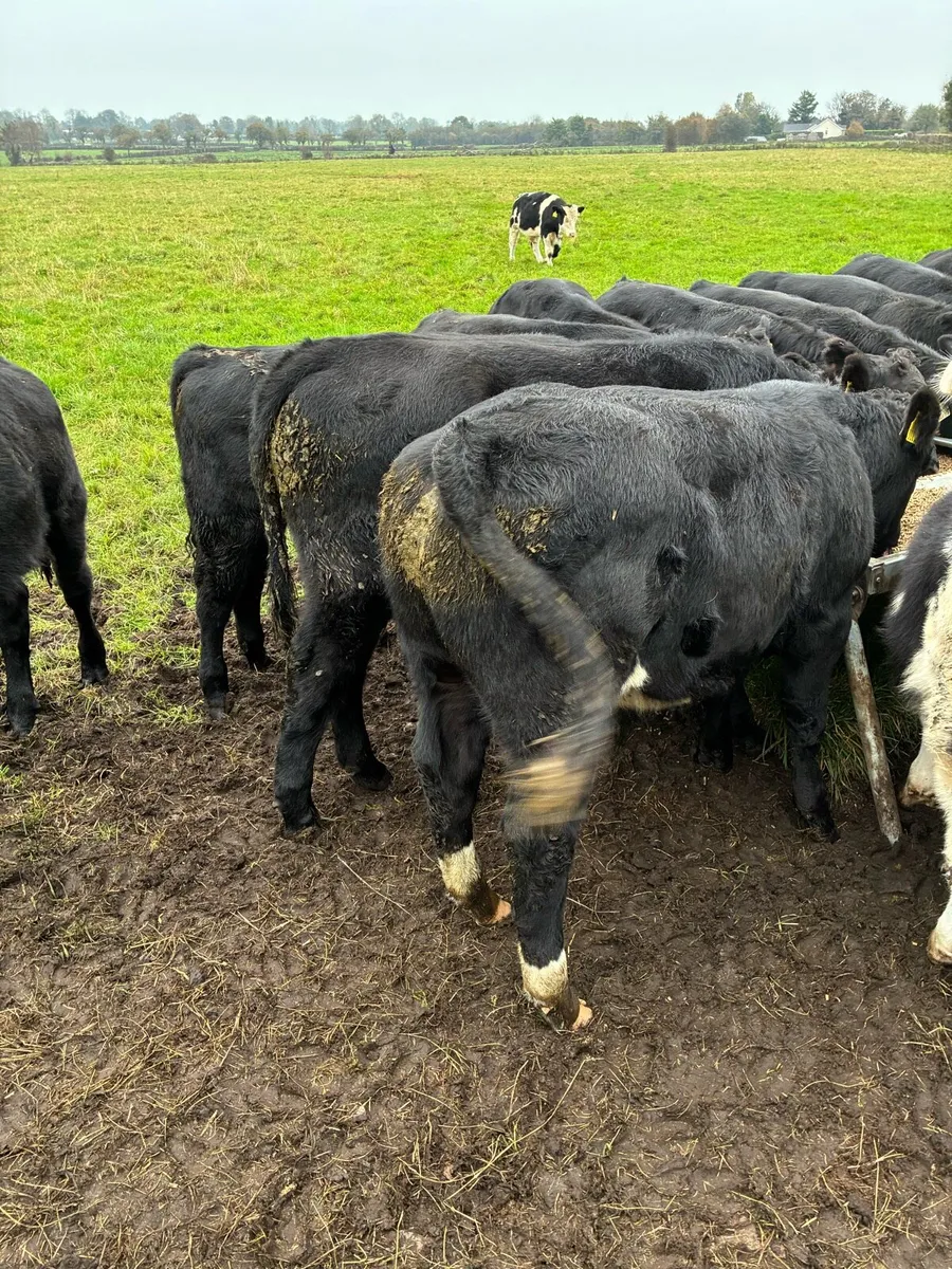 Weanlings - Image 4