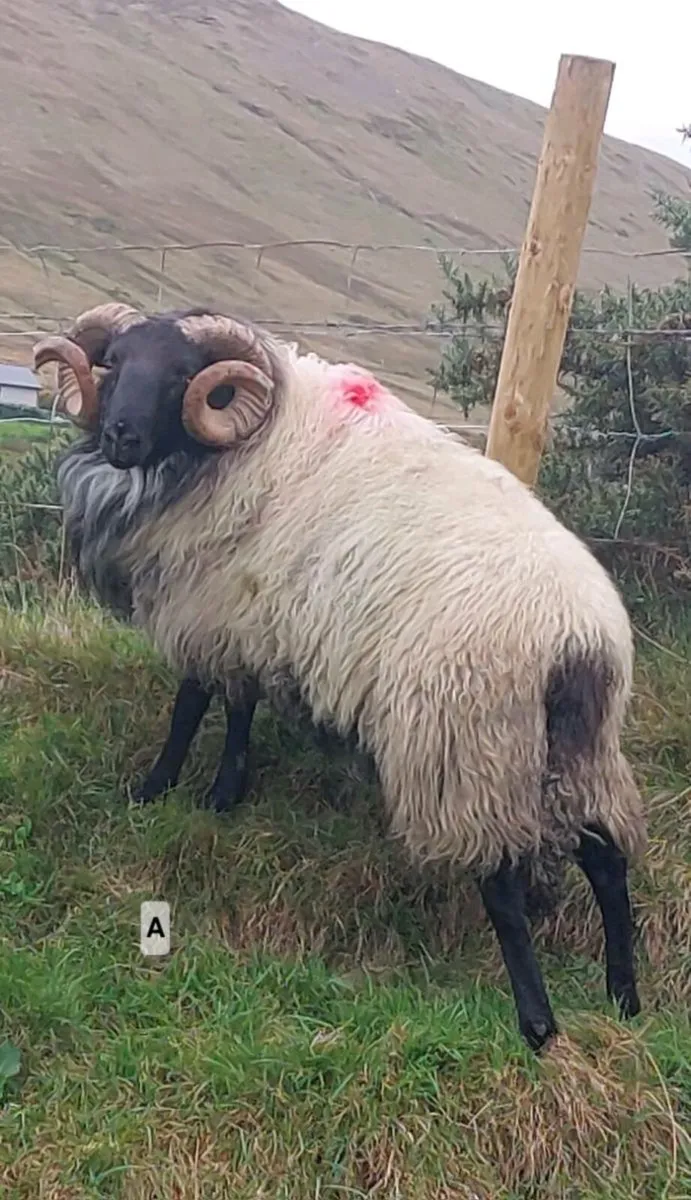 MAYO BLACKFACE RAM HOGGETS - Image 2