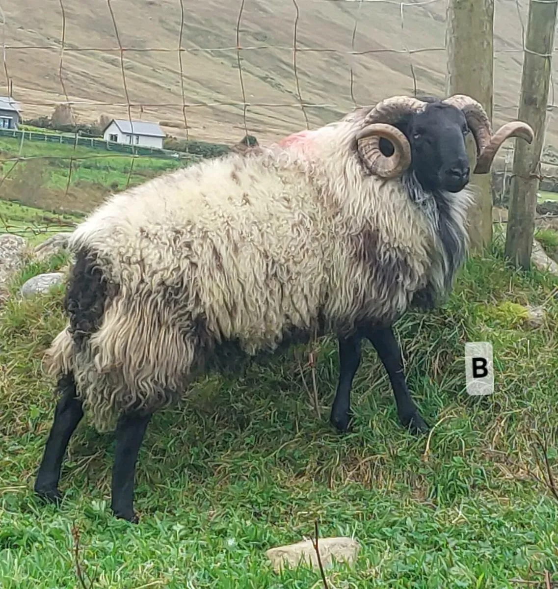 MAYO BLACKFACE RAM HOGGETS - Image 1