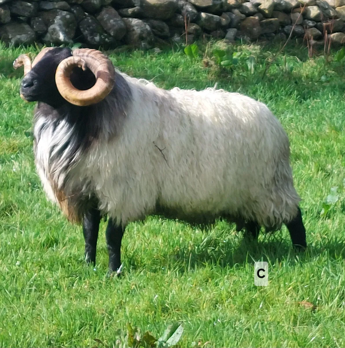 MAYO BLACKFACE RAM HOGGETS - Image 3