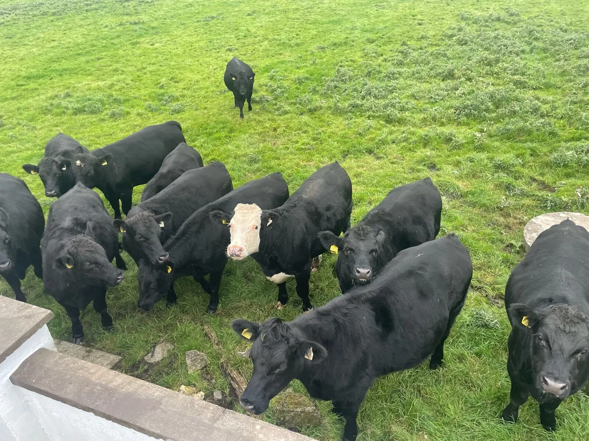 Aberdeen Angus Bullocks - Image 1