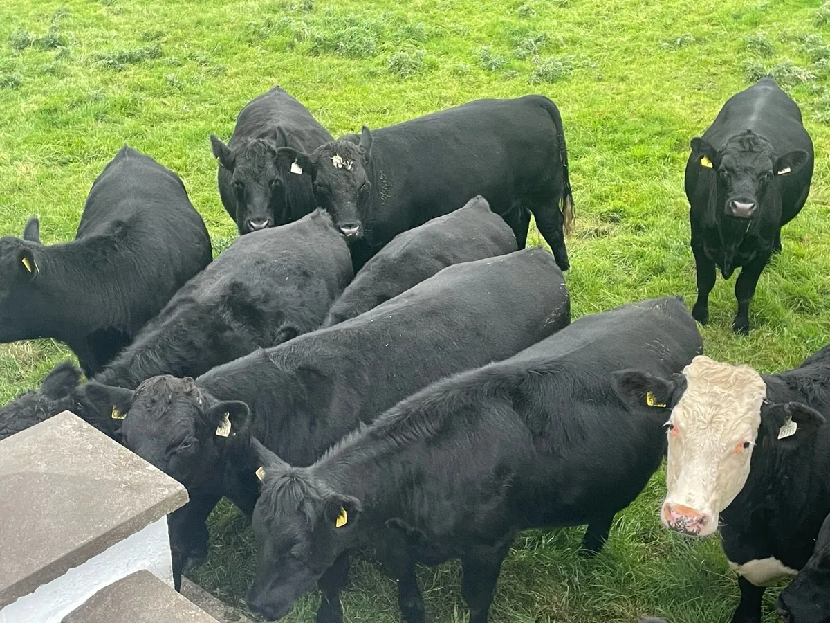 Aberdeen Angus Bullocks - Image 2