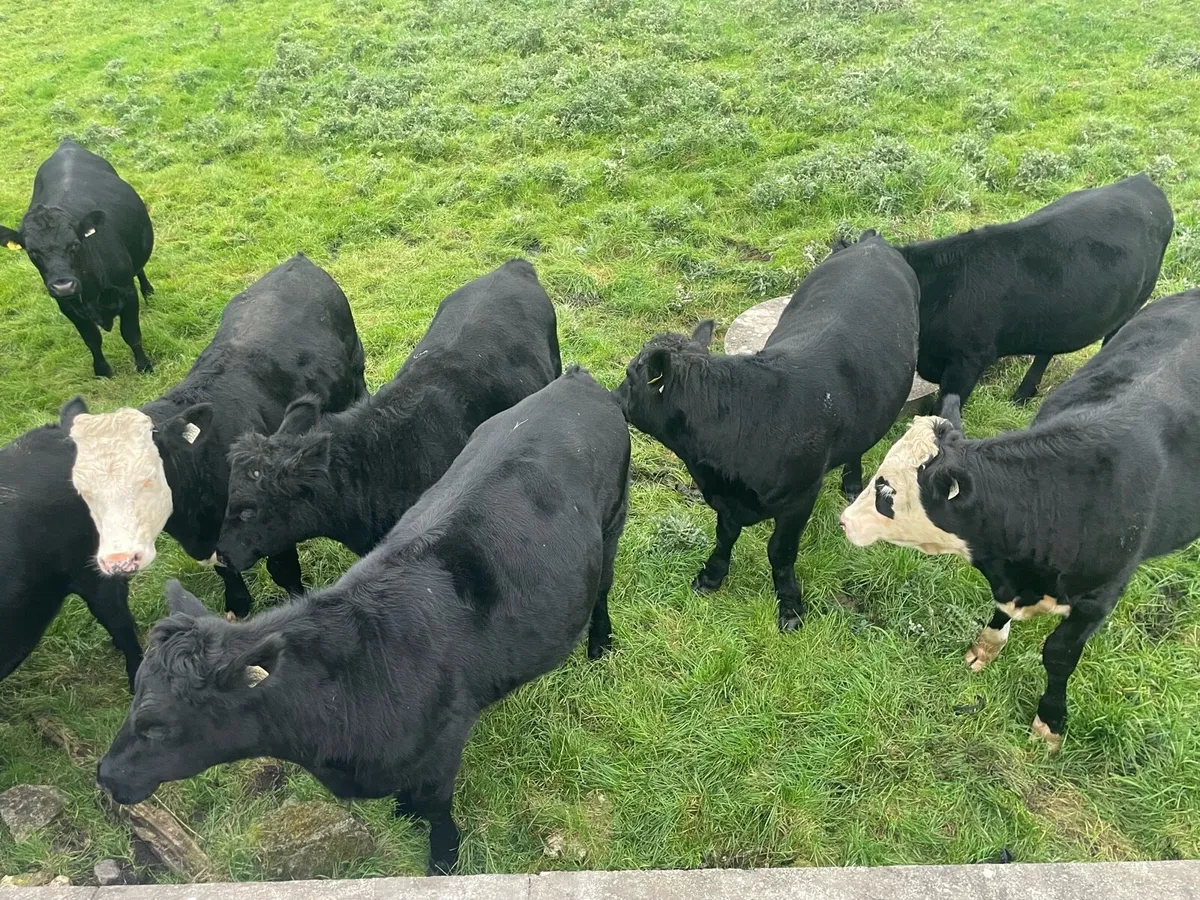Aberdeen Angus Bullocks - Image 3