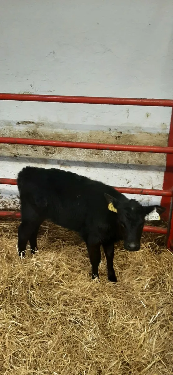 2 AA heifir calves - Image 1