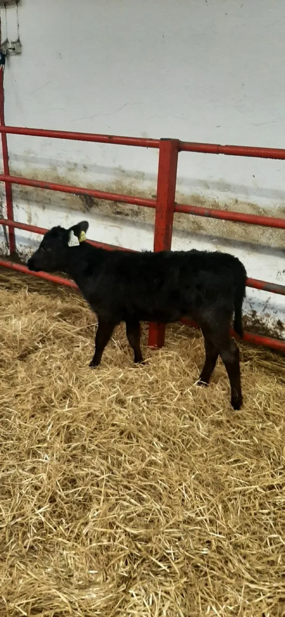 2 AA heifir calves - Image 2
