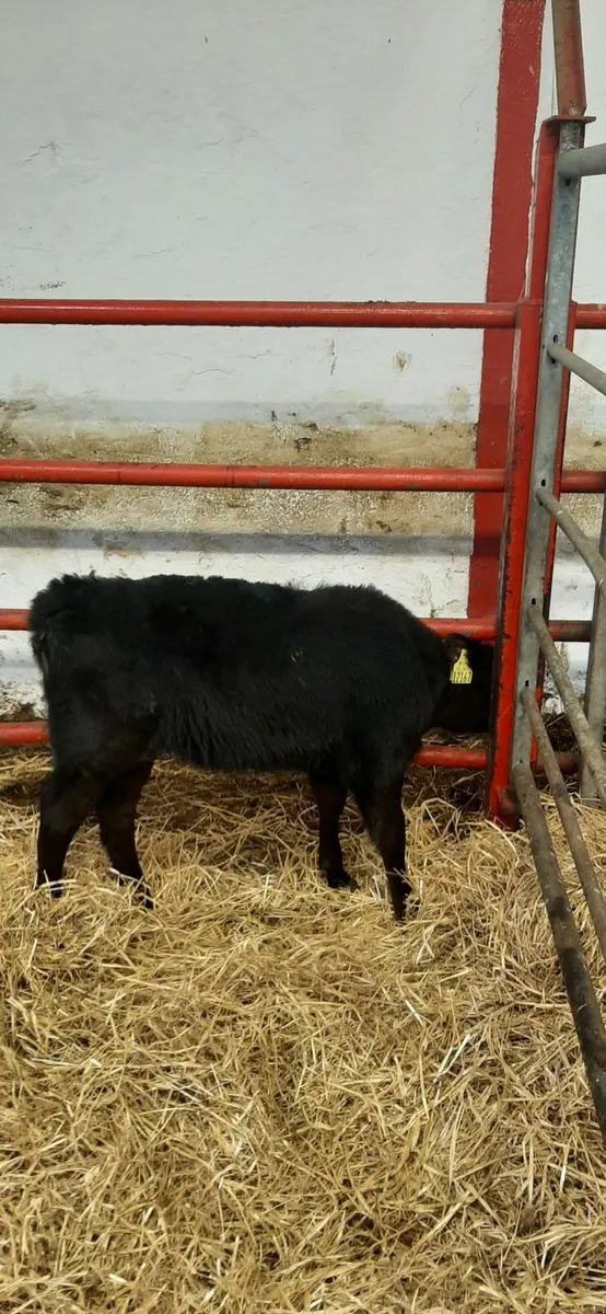2 AA heifir calves - Image 3