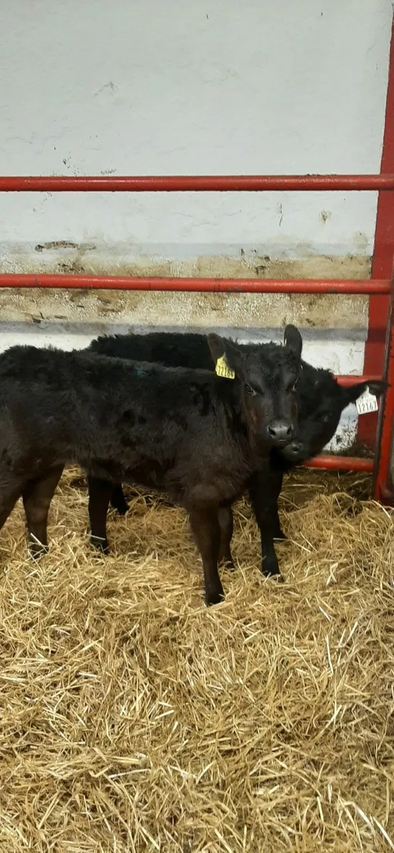 2 AA heifir calves - Image 4