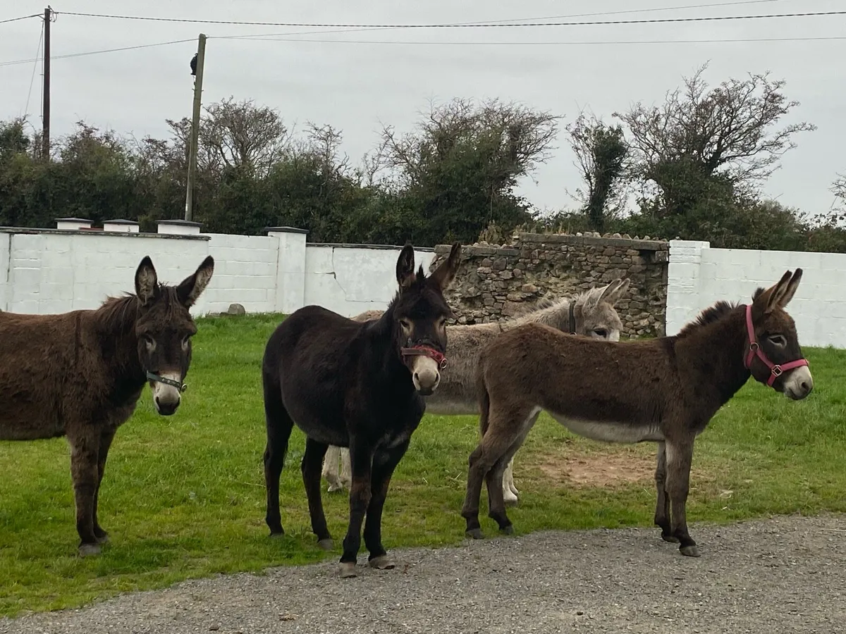 Donkey - Image 1