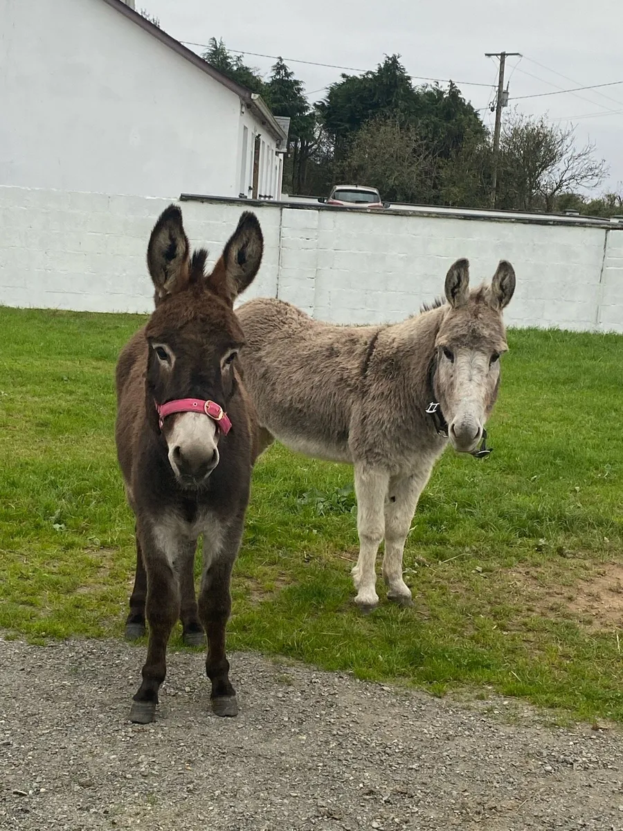 Donkey - Image 2