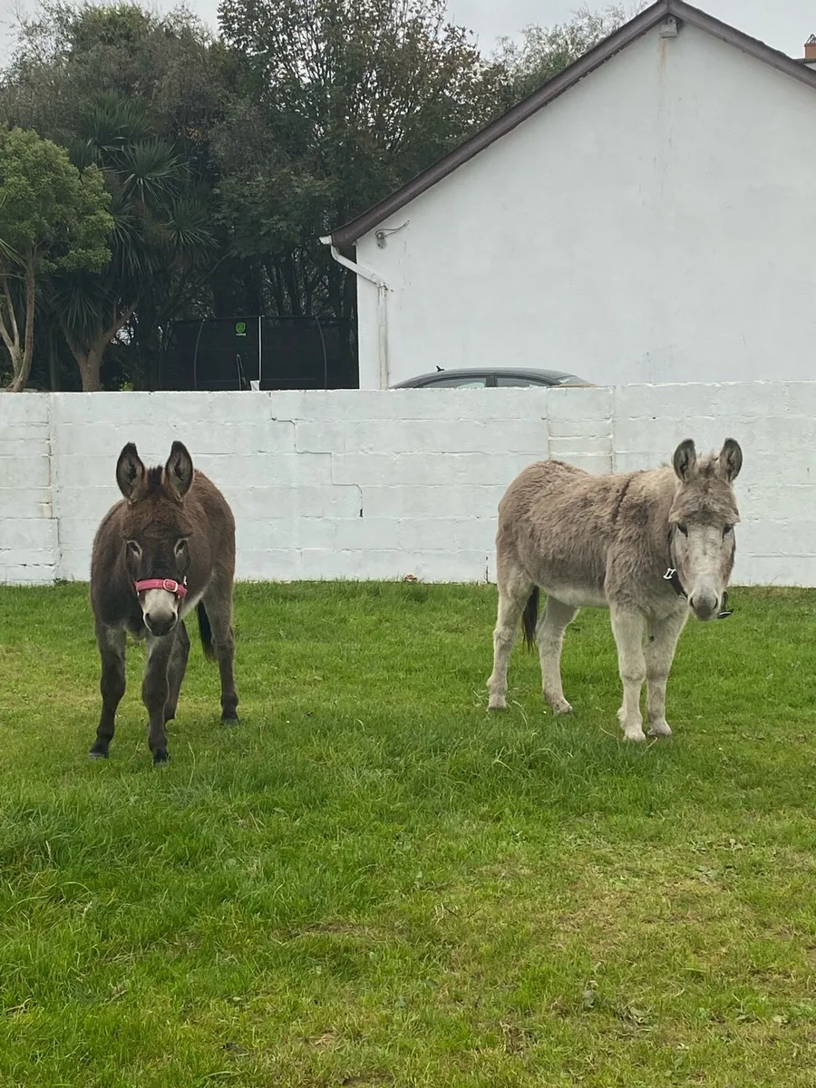 Donkey - Image 3
