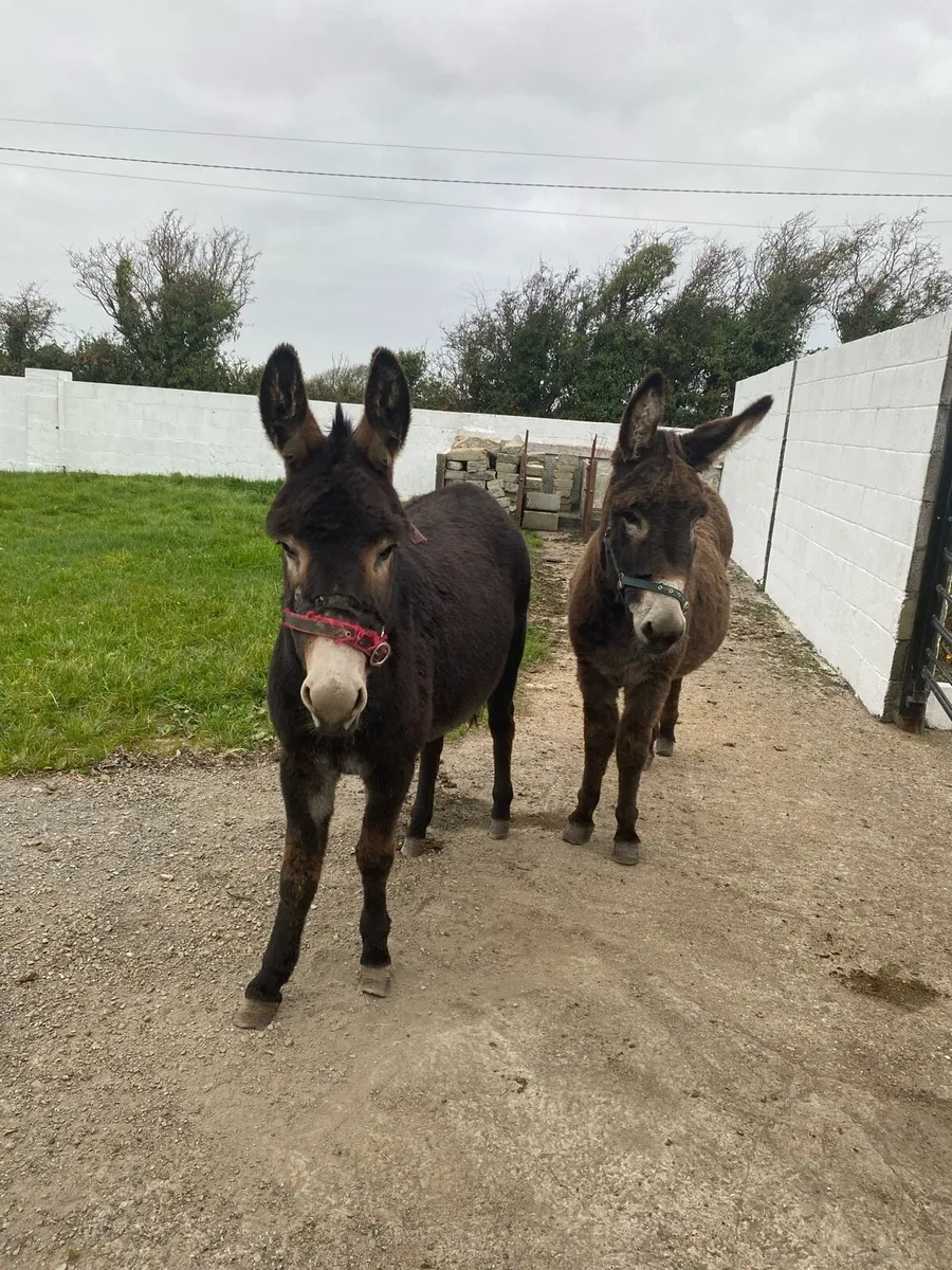 Donkey - Image 4