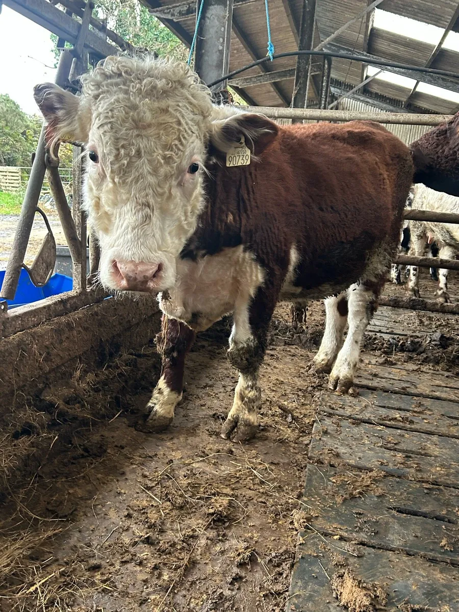 Pb  ai bred polled Hereford bull weaning - Image 4