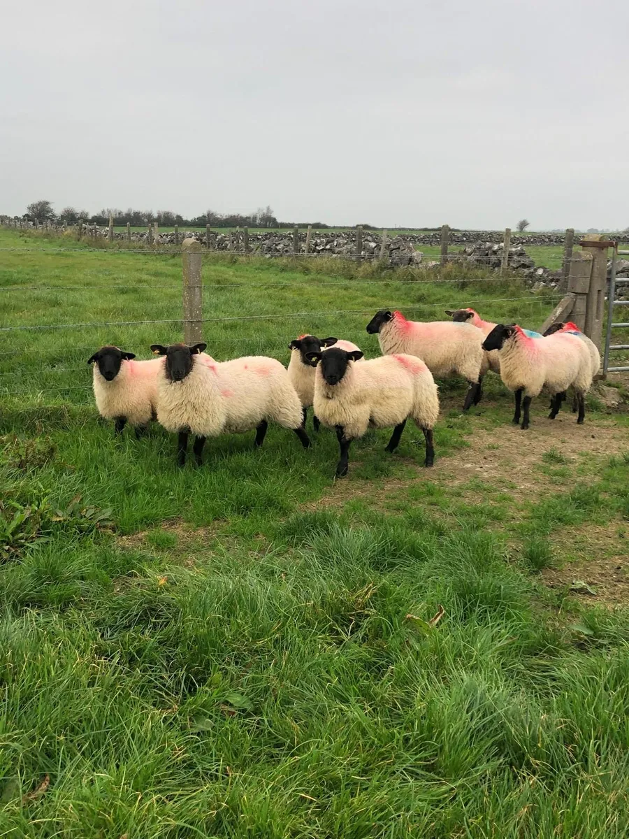 25 Suffolk Ewe Lambs - Image 1