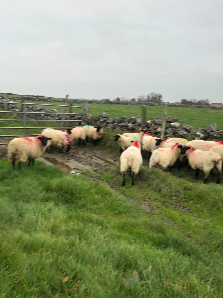 25 Suffolk Ewe Lambs - Image 2
