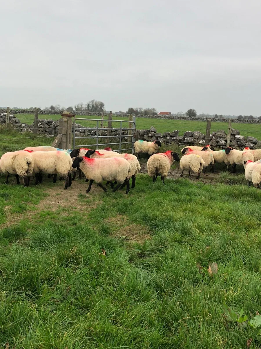 25 Suffolk Ewe Lambs - Image 3