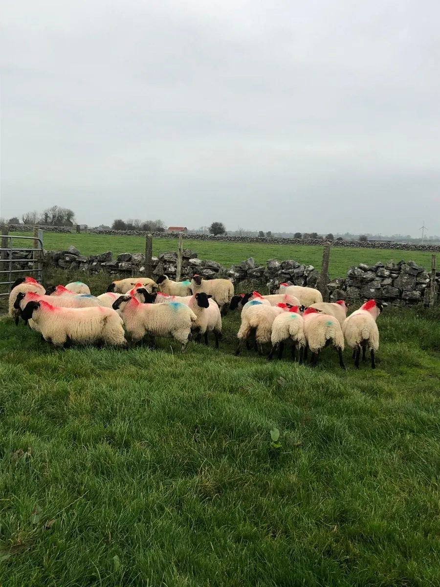 25 Suffolk Ewe Lambs - Image 4