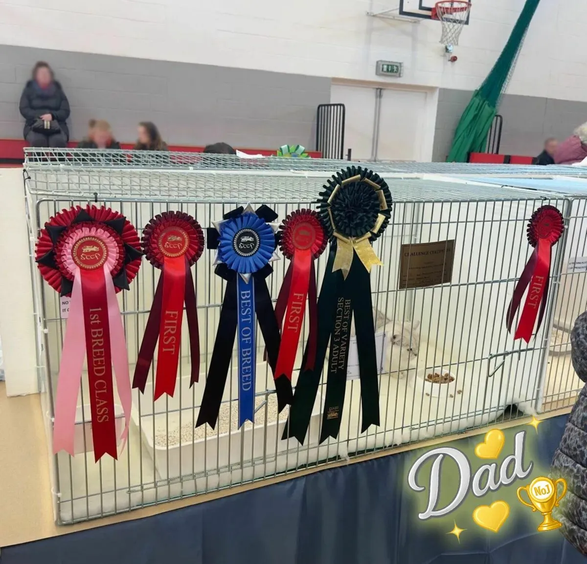 Champion Kittens Ragdoll BSH - Image 2