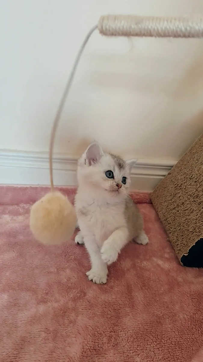 Champion Kittens Ragdoll BSH - Image 4