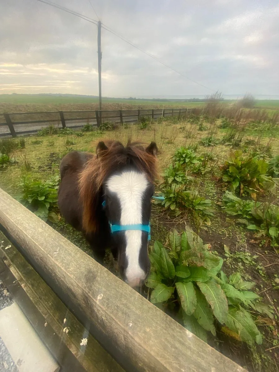 Gelding pony 3 years old - Image 1