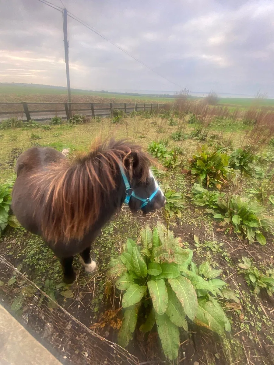 Gelding pony 3 years old - Image 2