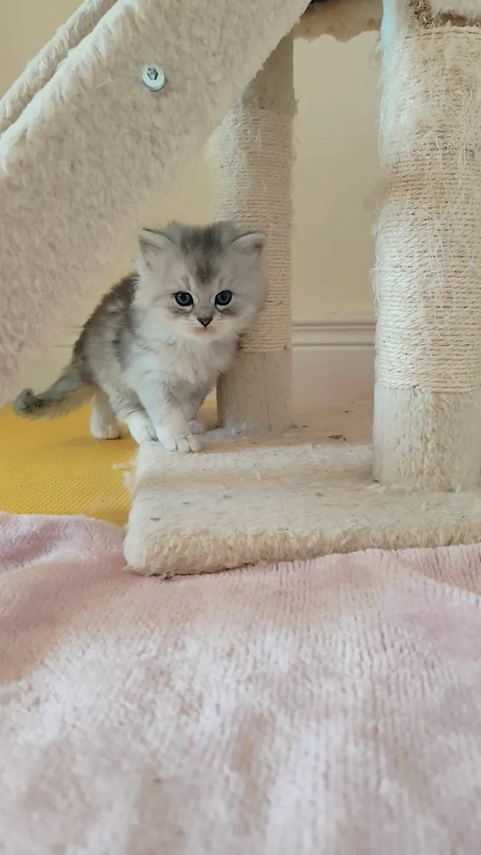 Champion Kittens Ragdoll BSH - Image 1
