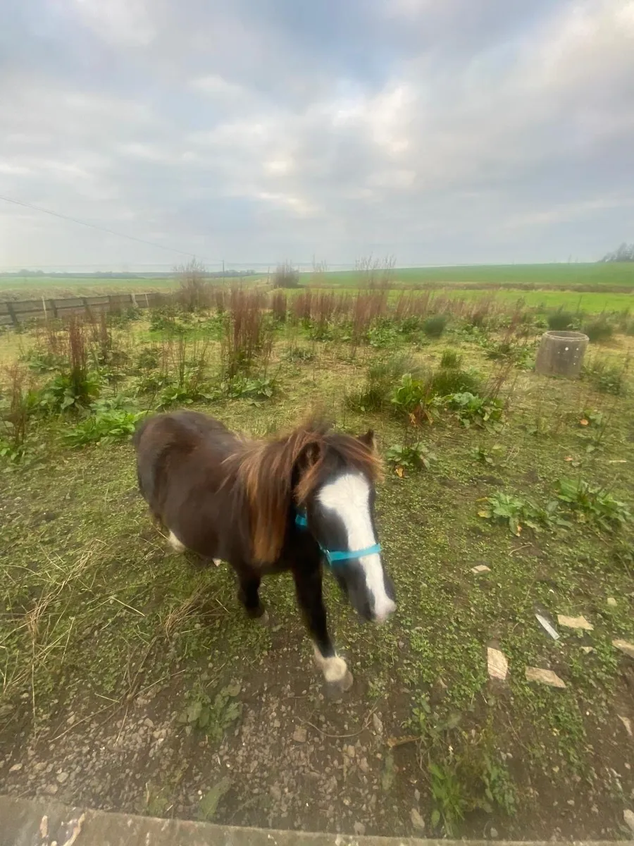 Gelding pony 3 years old - Image 3
