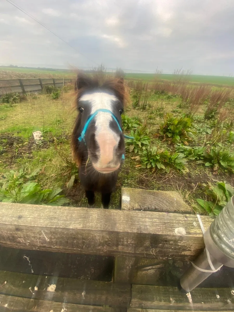 Gelding pony 3 years old - Image 4