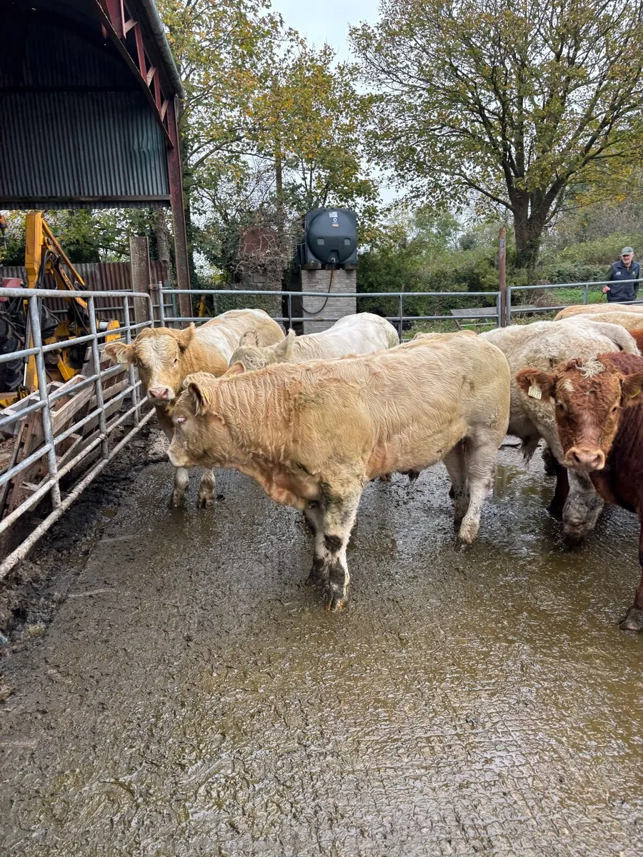U Grade Weanlings - Image 1