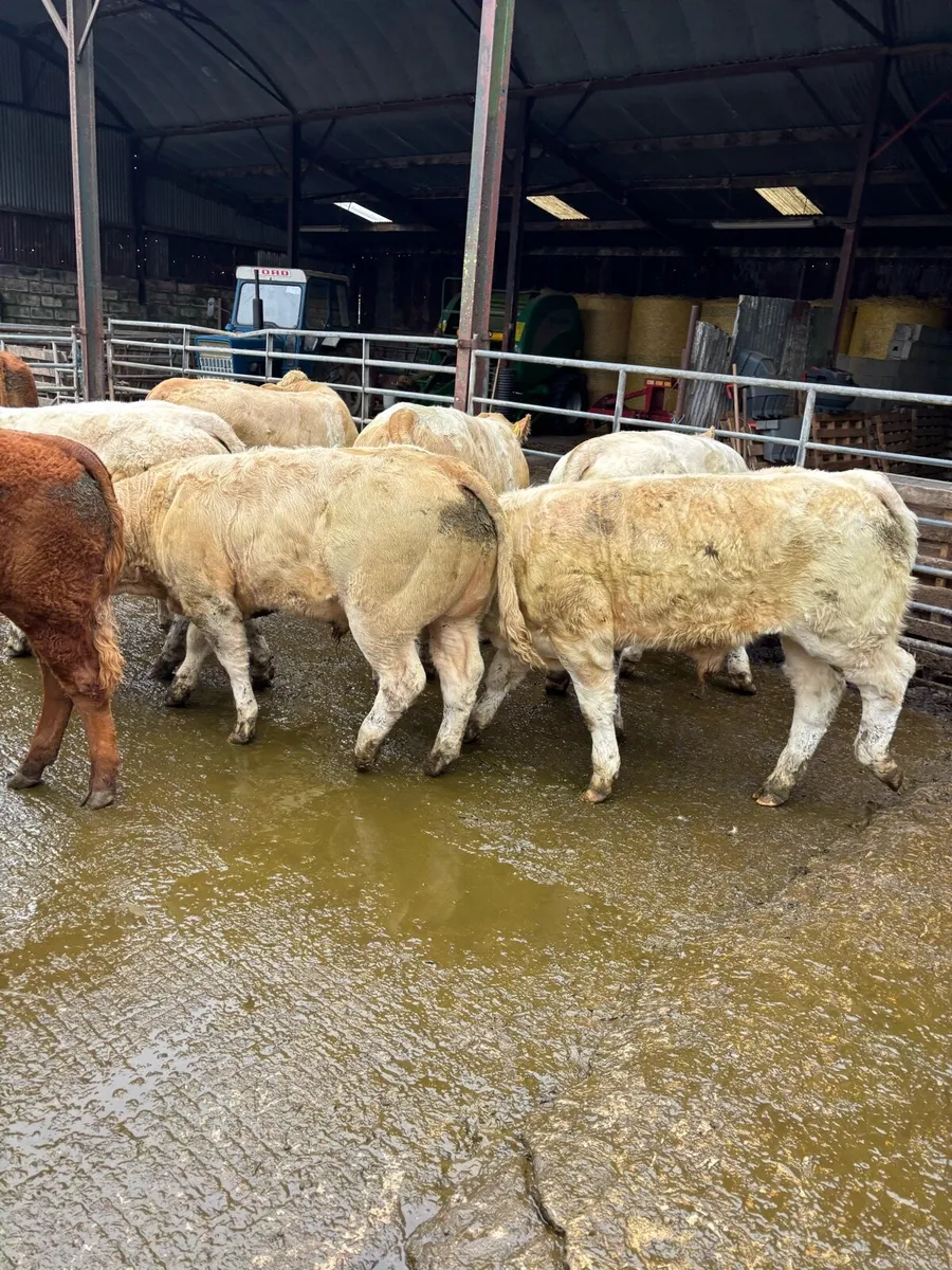 U Grade Weanlings - Image 4