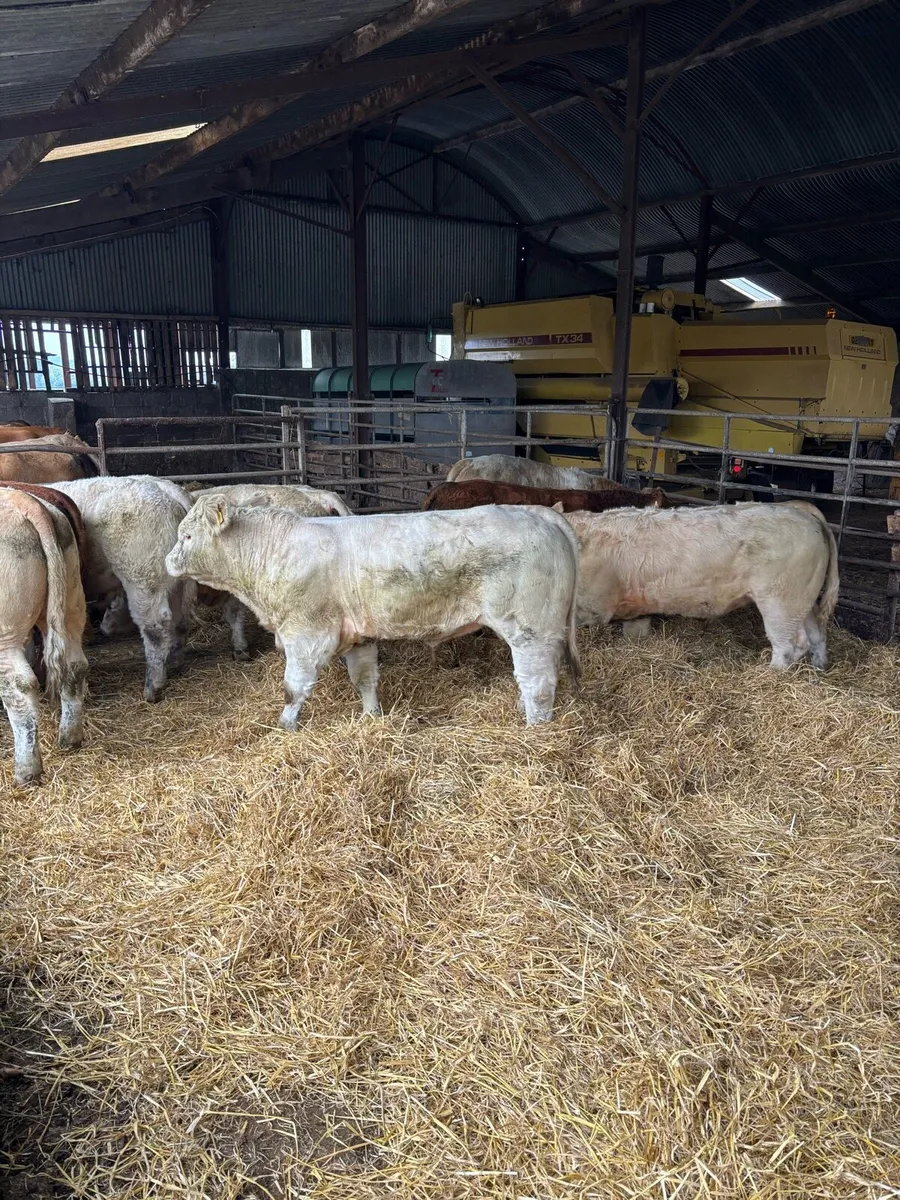 U Grade Weanlings - Image 2