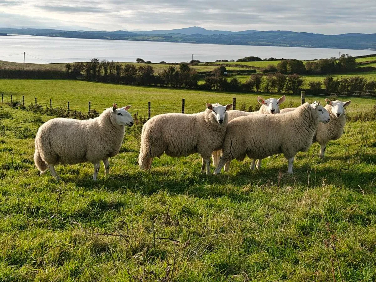 Cheviot ram lambs SIS - Image 1
