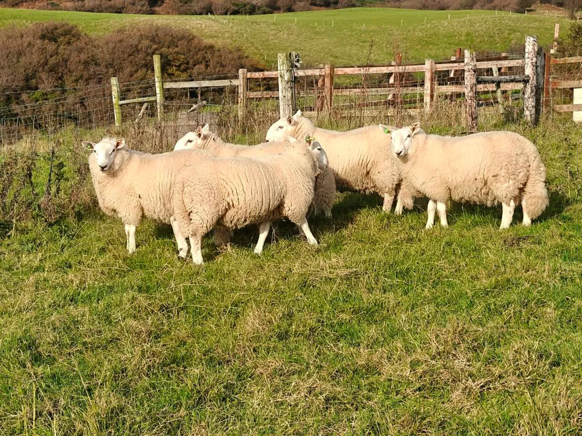 Cheviot ram lambs SIS - Image 2