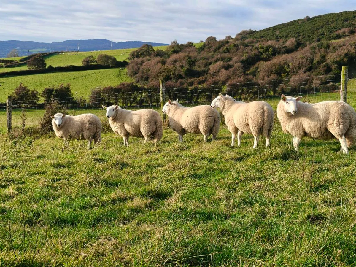 Cheviot ram lambs SIS - Image 3
