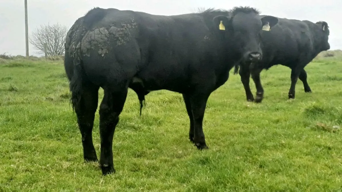 BALLYMOTE MART 17th - Image 3
