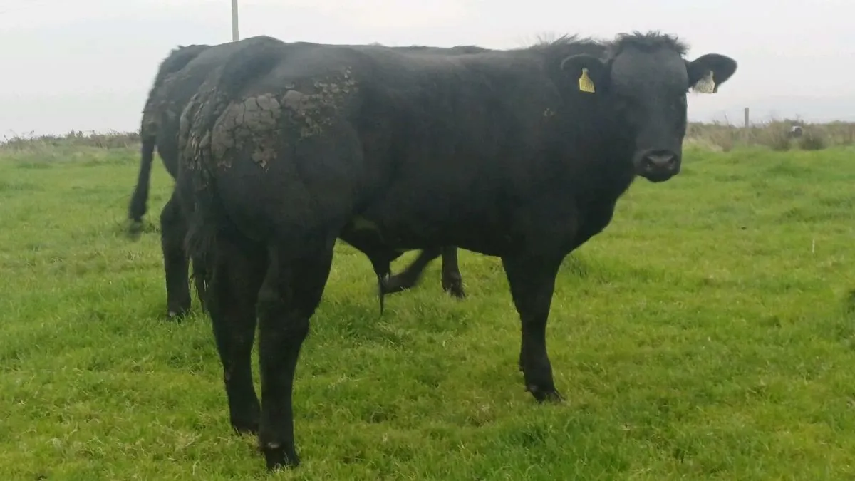 BALLYMOTE MART 17th - Image 4