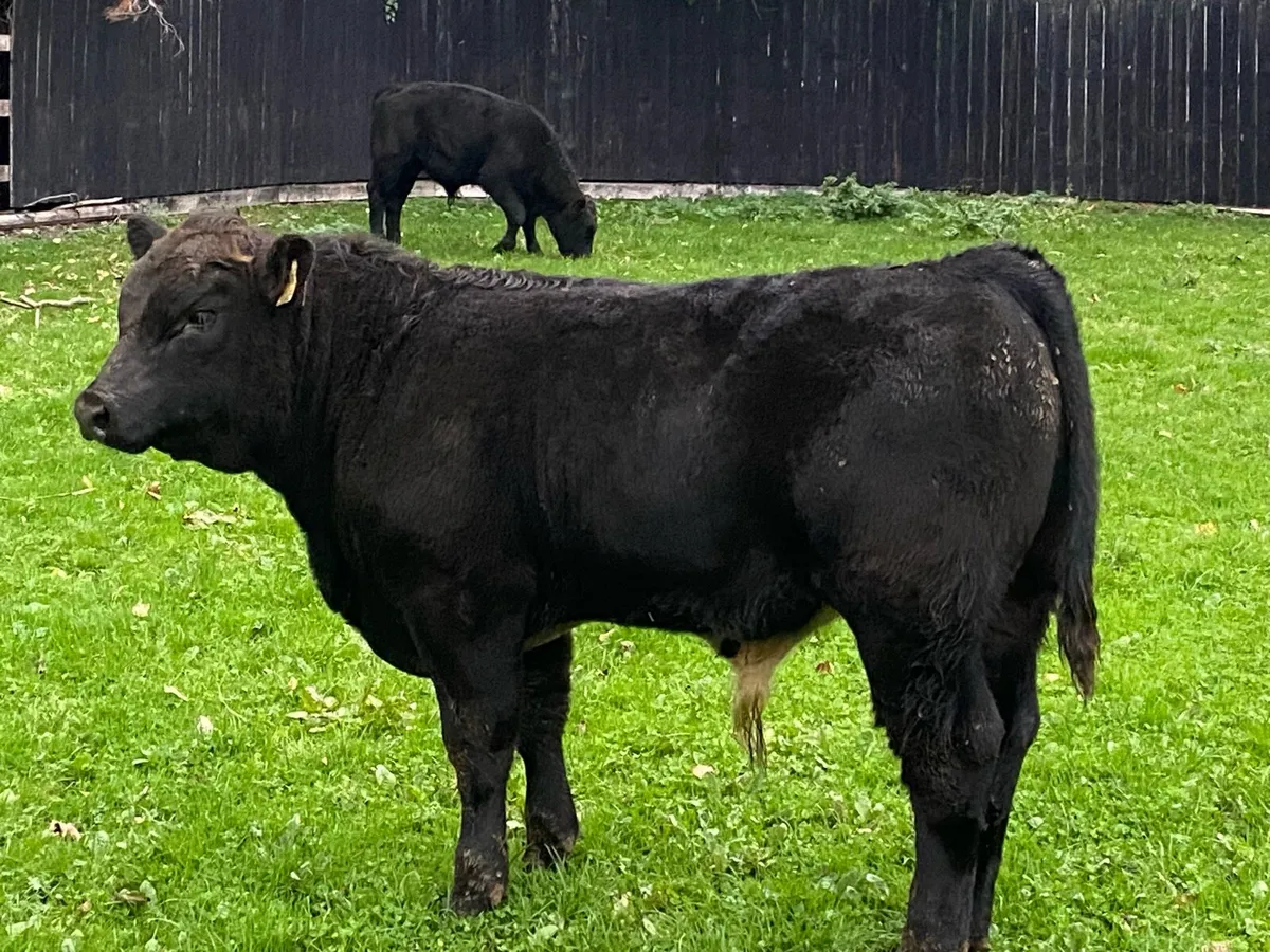 16 Suckler Angus Bullocks 340kg @ Lissava - Image 2