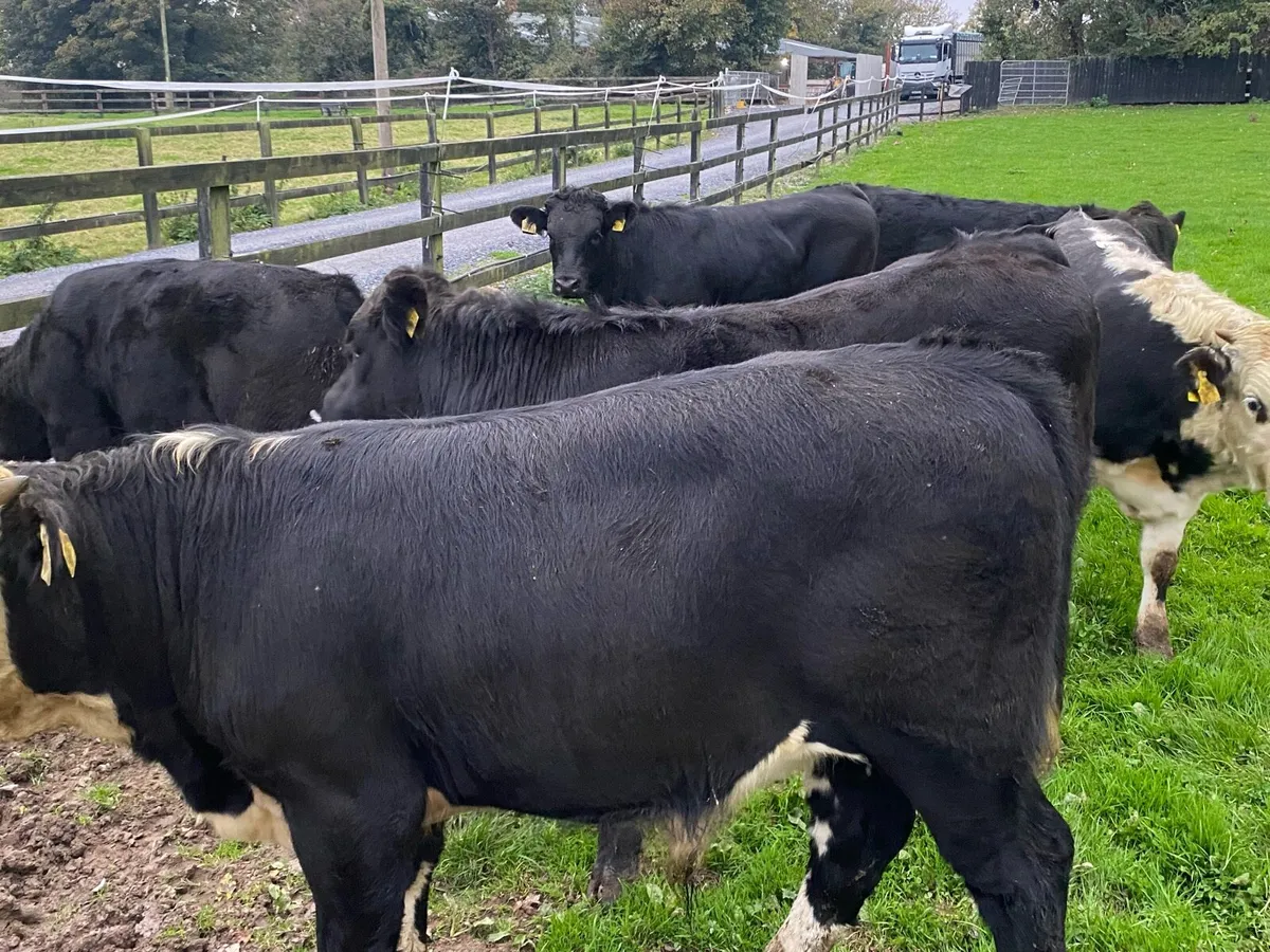 16 Suckler Angus Bullocks 340kg @ Lissava - Image 3
